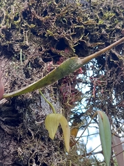 Pleurothallis ruberrima