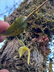 Pleurothallis ruberrima