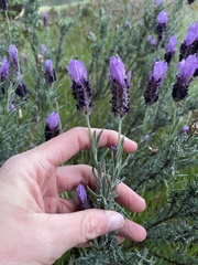 Lavandula stoechas