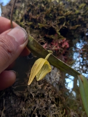 Pleurothallis ruberrima