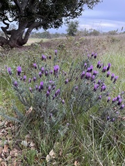 Lavandula stoechas