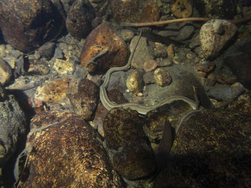 Striped Stream Snake