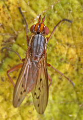 Hydromya dorsalis