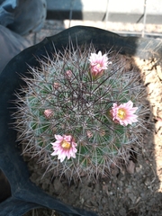 Mammillaria discolor