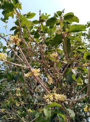 Osmanthus fragrans