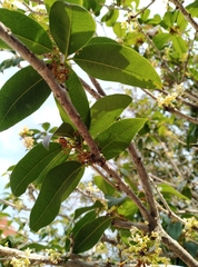 Osmanthus fragrans
