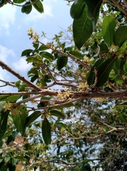 Osmanthus fragrans