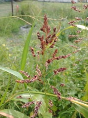Sorghum × drummondii