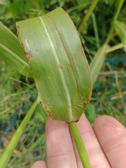 Sorghum × drummondii