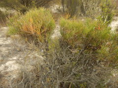 Allocasuarina pusilla