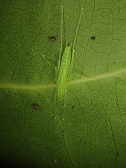 Beiericolya tardipes