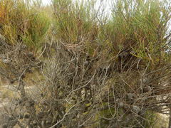 Allocasuarina pusilla