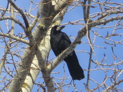 Corvus frugilegus