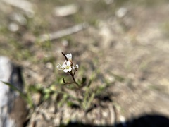 Cardamine parviflora
