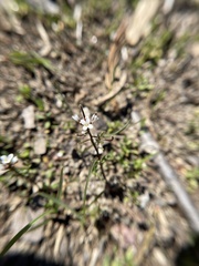 Cardamine parviflora