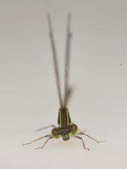 Agriocnemis exsudans