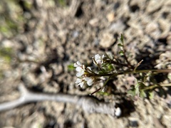 Cardamine parviflora