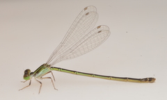 Agriocnemis exsudans