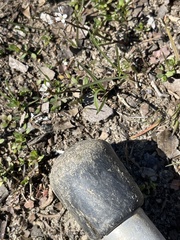 Cardamine parviflora
