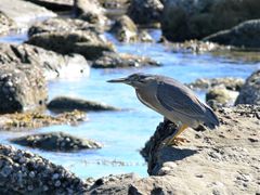 Butorides striata macrorhyncha