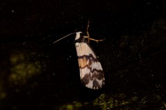 Philenora irregularis