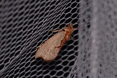 Glyphidoptera polymita