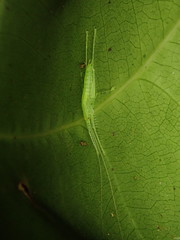 Beiericolya tardipes