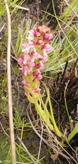 Disa albomagentea