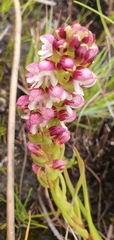 Disa albomagentea