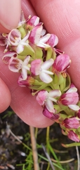 Disa albomagentea