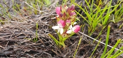 Disa albomagentea