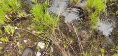Disa albomagentea