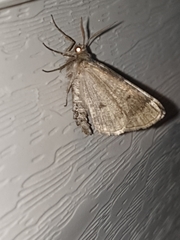 Lomographa glomeraria