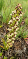 Disa obtusa