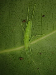 Beiericolya tardipes