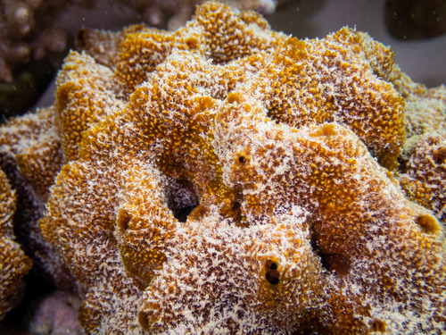 Neofibularia hartmani