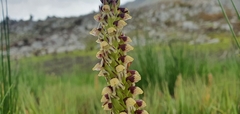 Disa obtusa