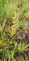 Disa obtusa