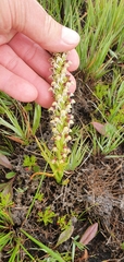 Disa obtusa