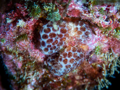 Pseudodistoma arborescens