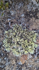 Acarospora schleicheri