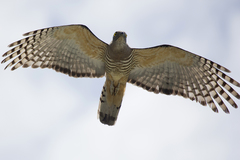 Pacific Baza photo 3
