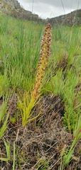 Disa obtusa