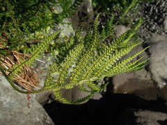 Dryopteris oreades