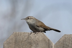Thryomanes bewickii