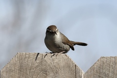 Thryomanes bewickii