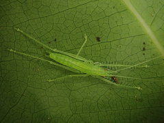 Beiericolya tardipes