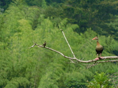 Dendrocygna autumnalis autumnalis