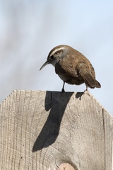 Thryomanes bewickii