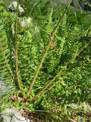 Dryopteris oreades